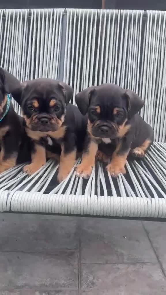 Mixed Breed dogs for sale: Mixed breed French & English Bulldog Puppies - Video 1