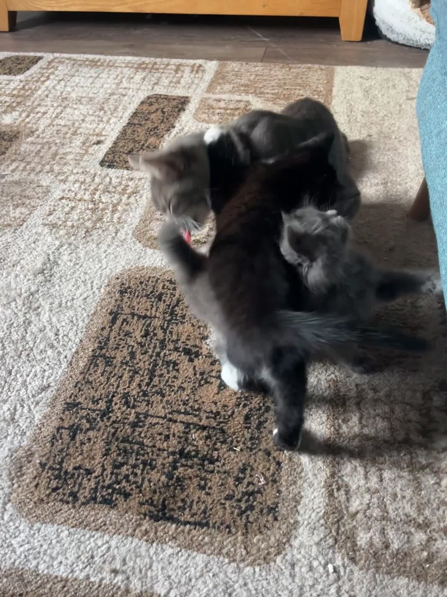 Mixed Breed cats for sale: 1 LH Blue boy 1 SH black & white boy 1 Tabby girl - Video 1