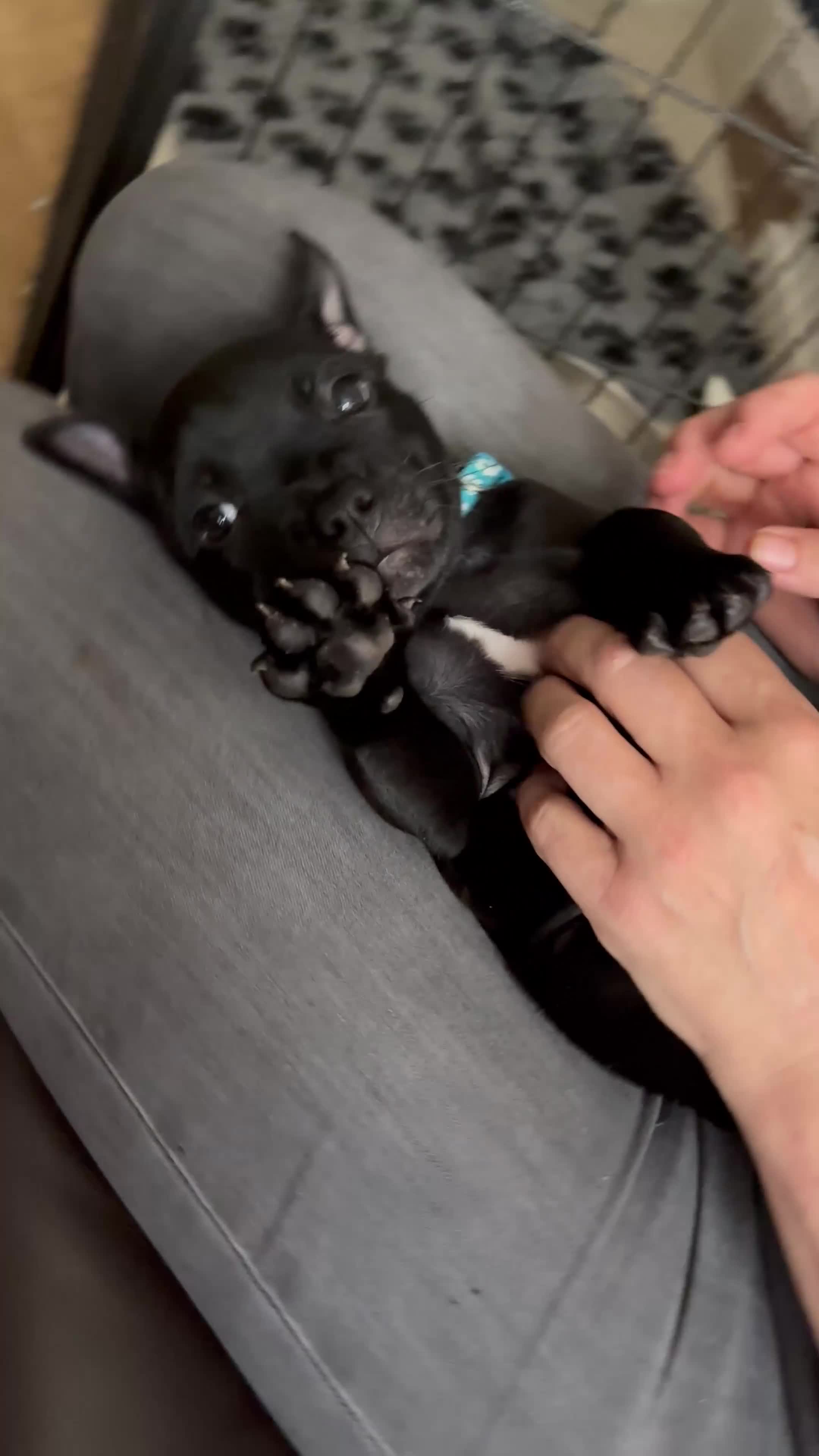 Staffordshire Bull Terrier dogs for sale: 🖤LAST BOY🖤 CH Bill & Nova - Video 1