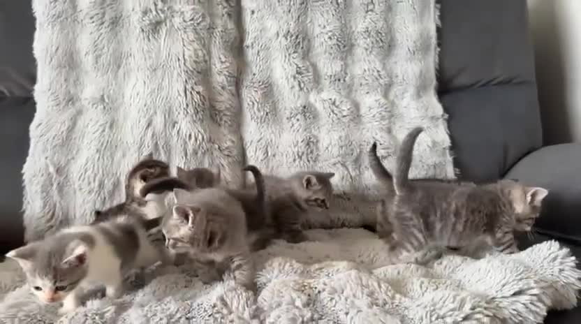 British Shorthair cats for sale: Half British shorthair kittens  - Video 1