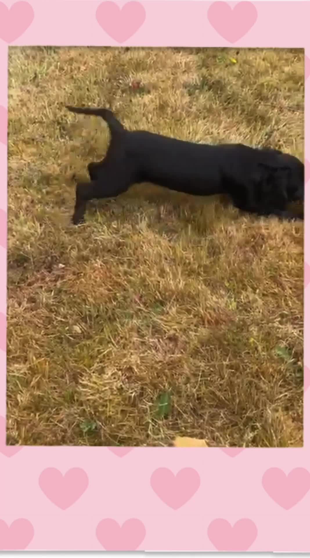 Cocker Spaniel dogs for sale: KC Registered Working Cocker Spaniels - Video 1