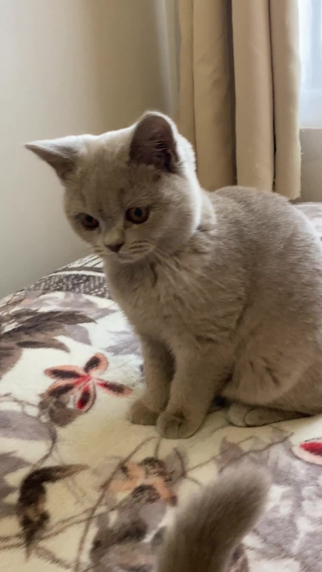 British Shorthair cats for sale: 👑 LILAC BSH reg GCCF LAST GIRL 👑 - Video 1