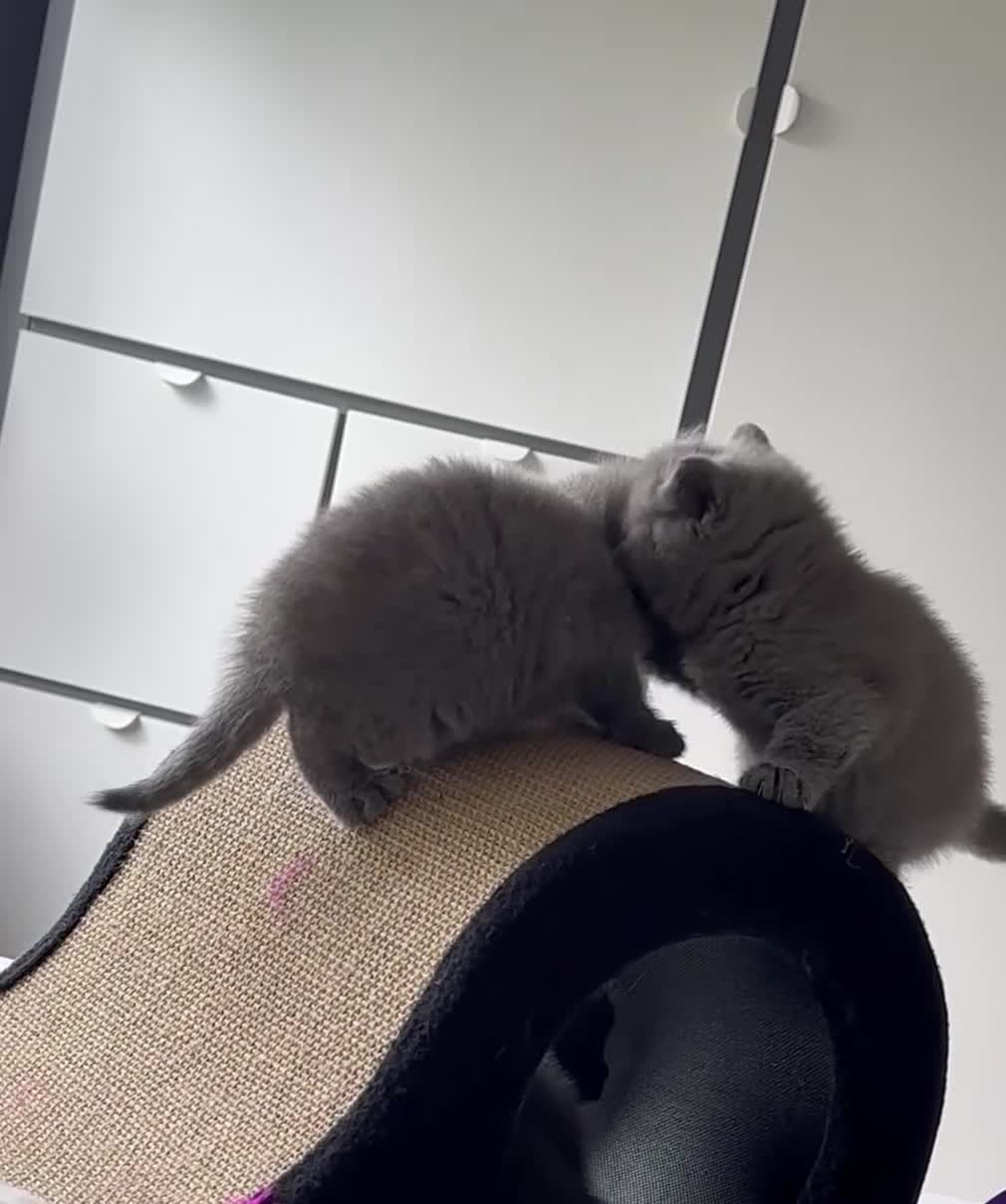 British Shorthair cats for sale: REDUCED BRITISH SHORTHAIR KITTENS  - Video 1