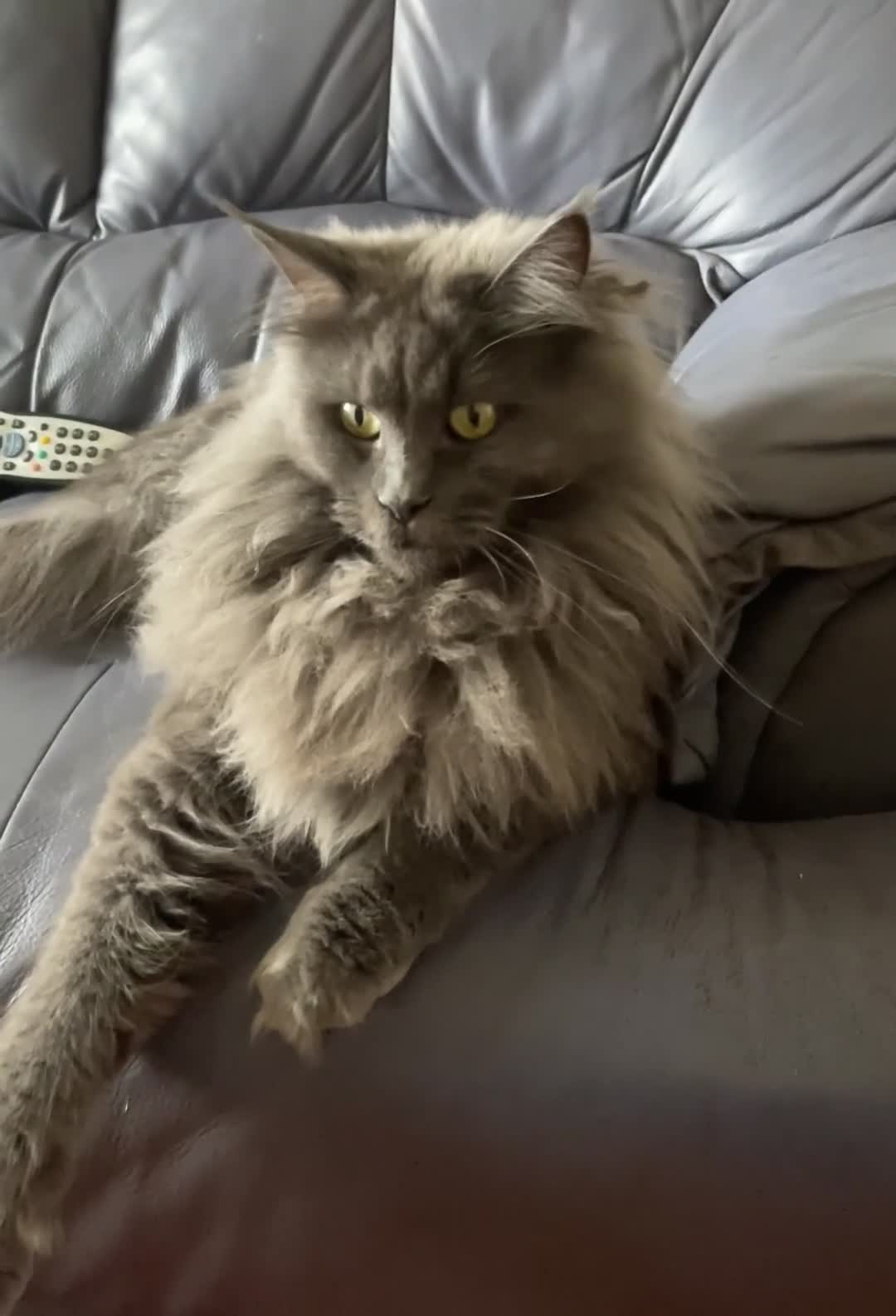 Maine Coon cats for sale: GCCF Blue Maine Coon in Wisbech - Video 1