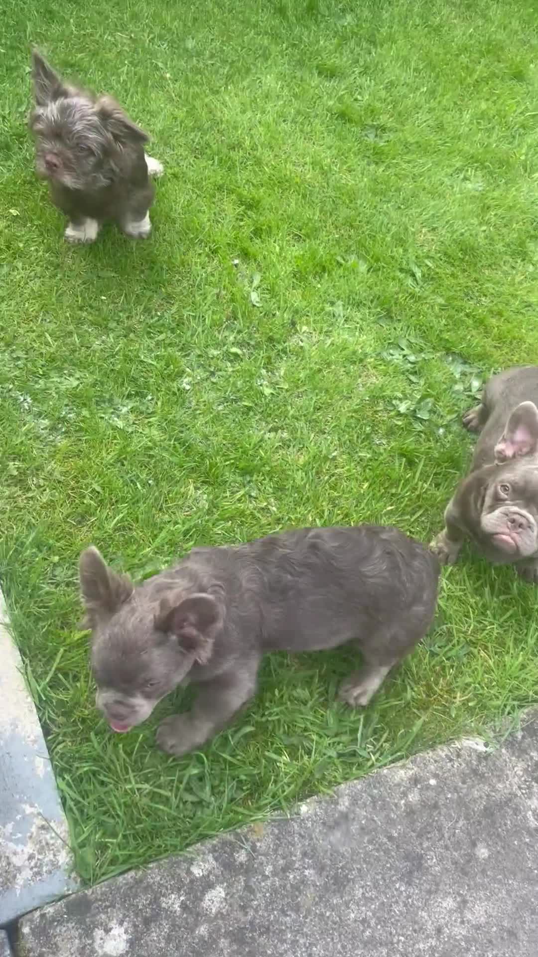 French Bulldog dogs for sale: Puppy s looking for there forever home - Video 2
