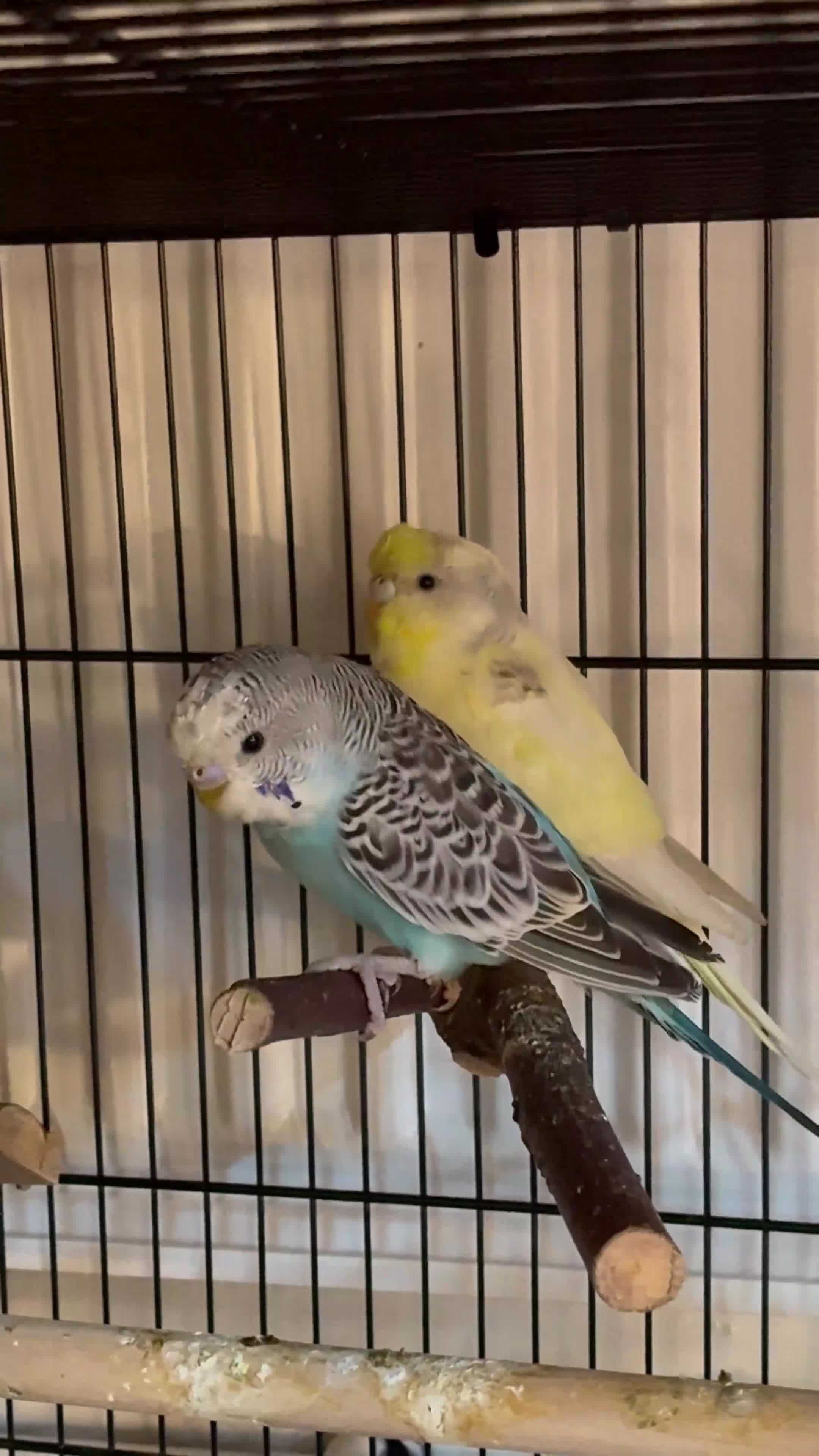 Budgerigars birds for sale: Baby Male (blue) and female (yellow) budgies - Video 1