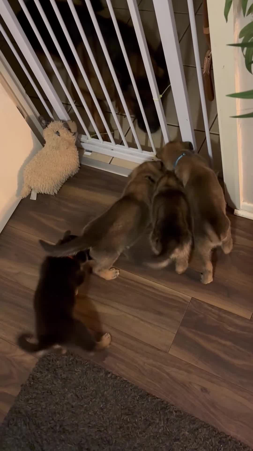 Mixed Breed dogs for sale: Belgian malinois x German Shepherd puppies  - Video 1