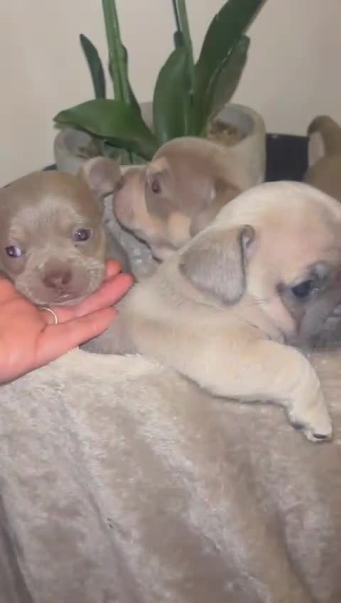 Mixed Breed dogs for sale: Beautiful French Bulldog x Chihuahua Puppies  - Video 1