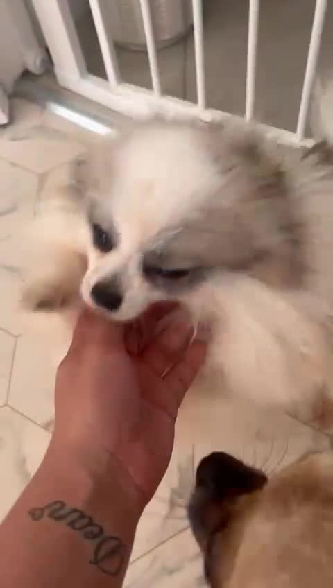 Pomchi dogs for sale: 5 beautiful xs pomchi (open to offers) - Video 4