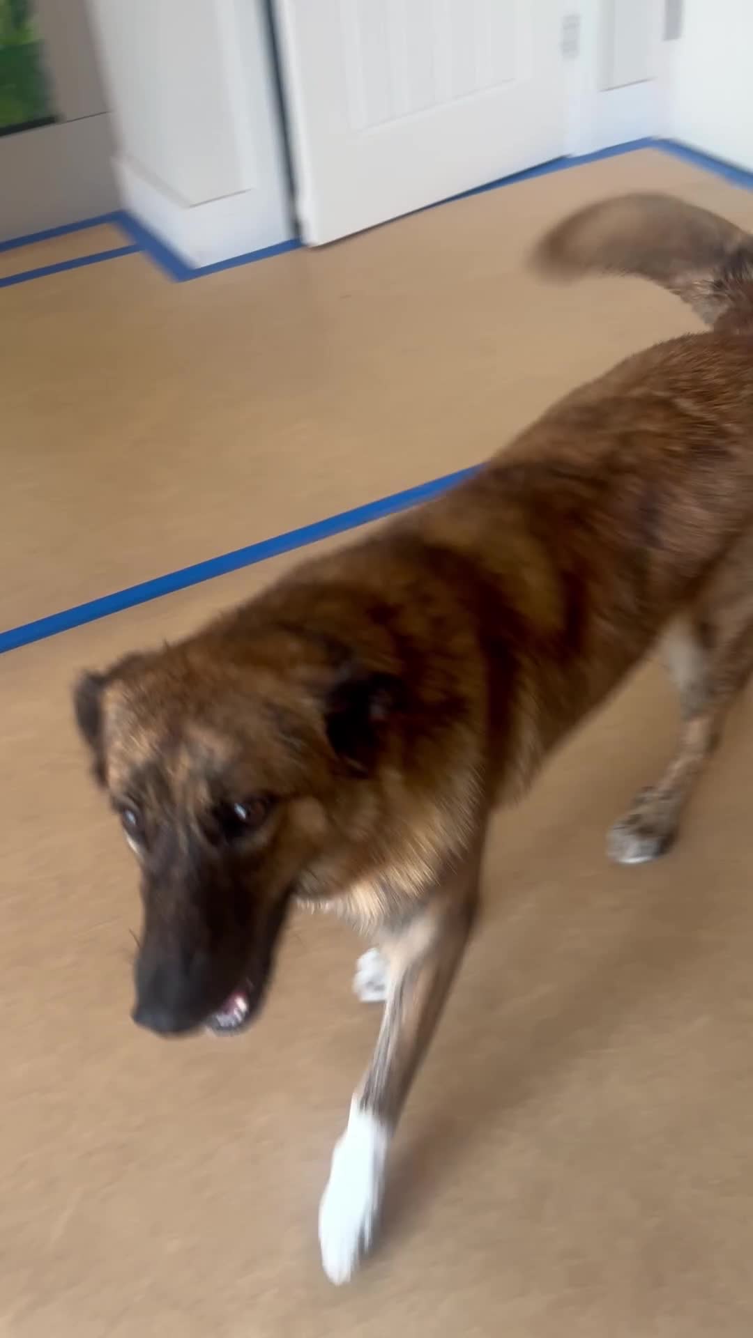 Mixed Breed dogs for sale: Mixed breed gorgeous female Cici - Video 1