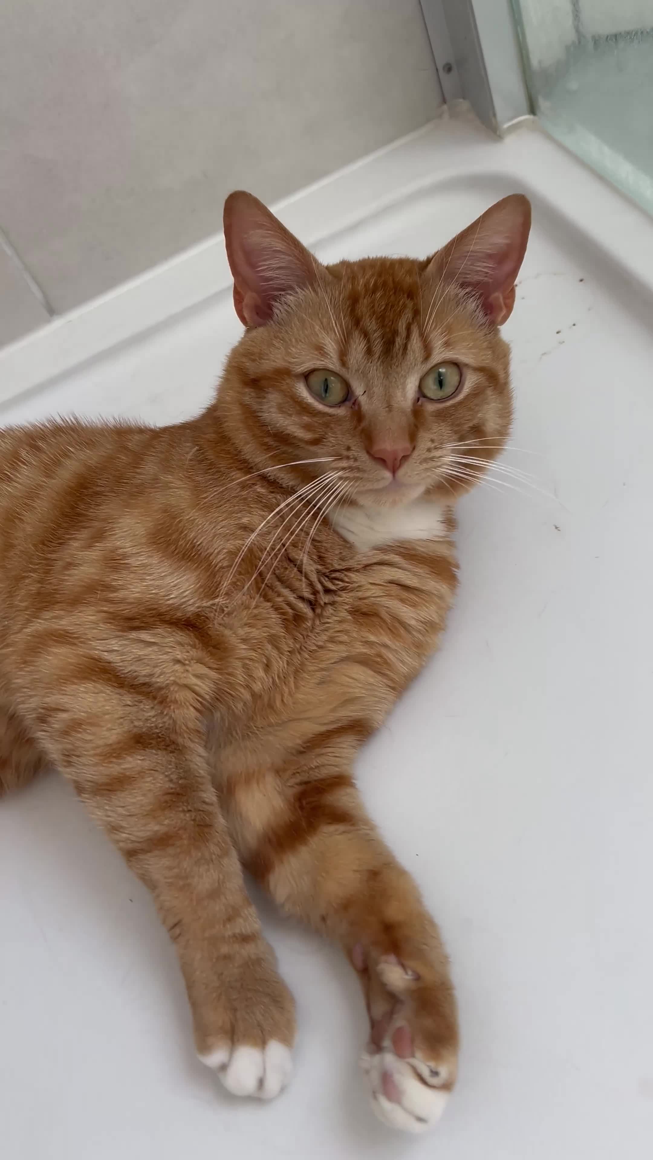 British Shorthair cats for stud: Ginger Stud Male Cat🦁 in Barking - Video 2