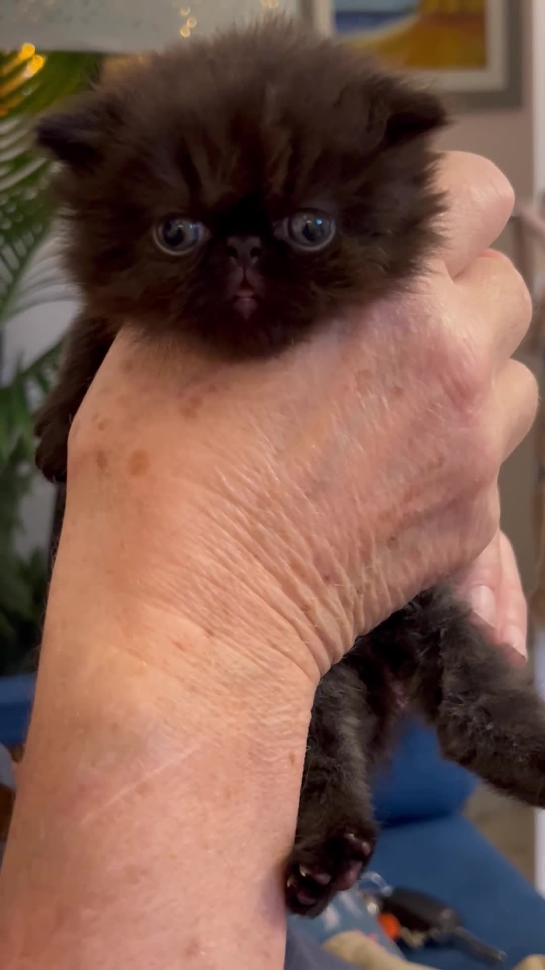 Persian cats for sale: Stunning Black Smoke GCCF Active ** Persians - Video 2