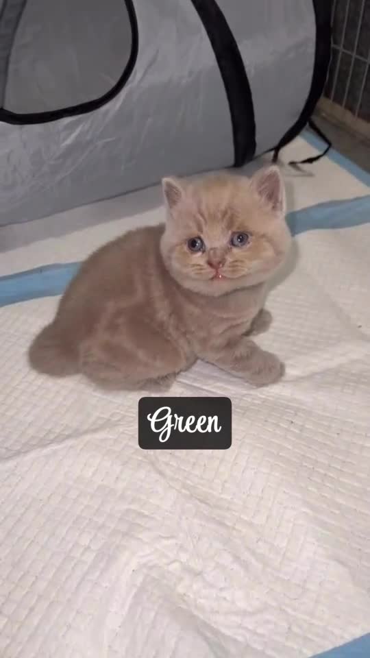 British Shorthair cats for sale: Champions bloodline British Shorthair Kittens! 🐾  - Video 3