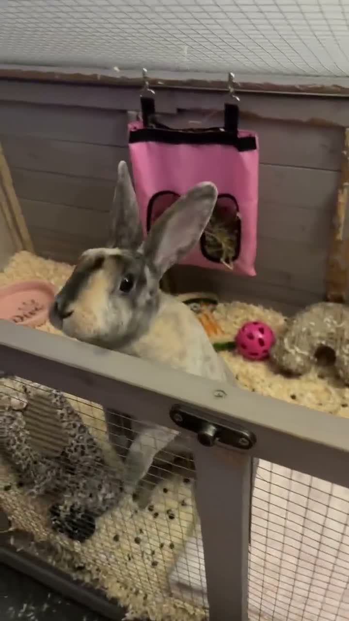 Mini Lop rabbits for sale: Mini lop/ mini rex - Video 1