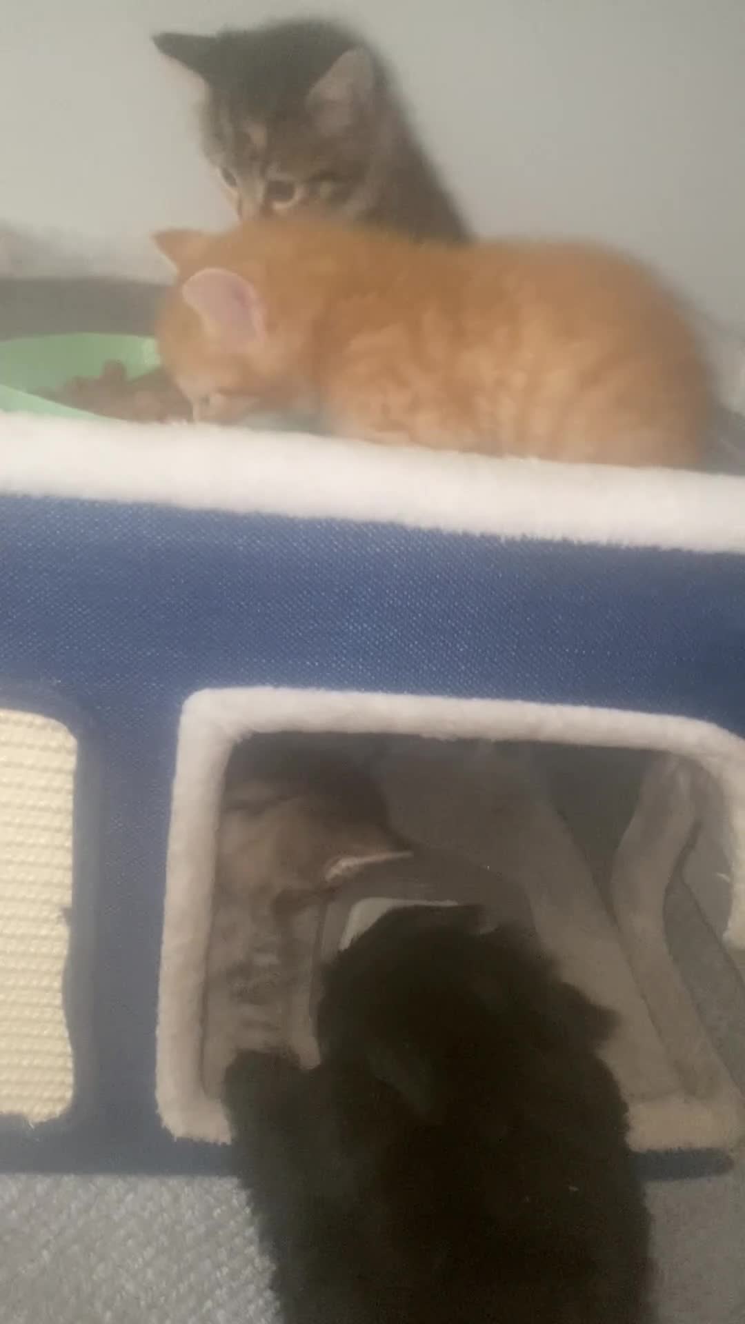 Mixed Breed cats for sale: Beautiful Bengal Kittens Looking for Forever Homes - Video 3