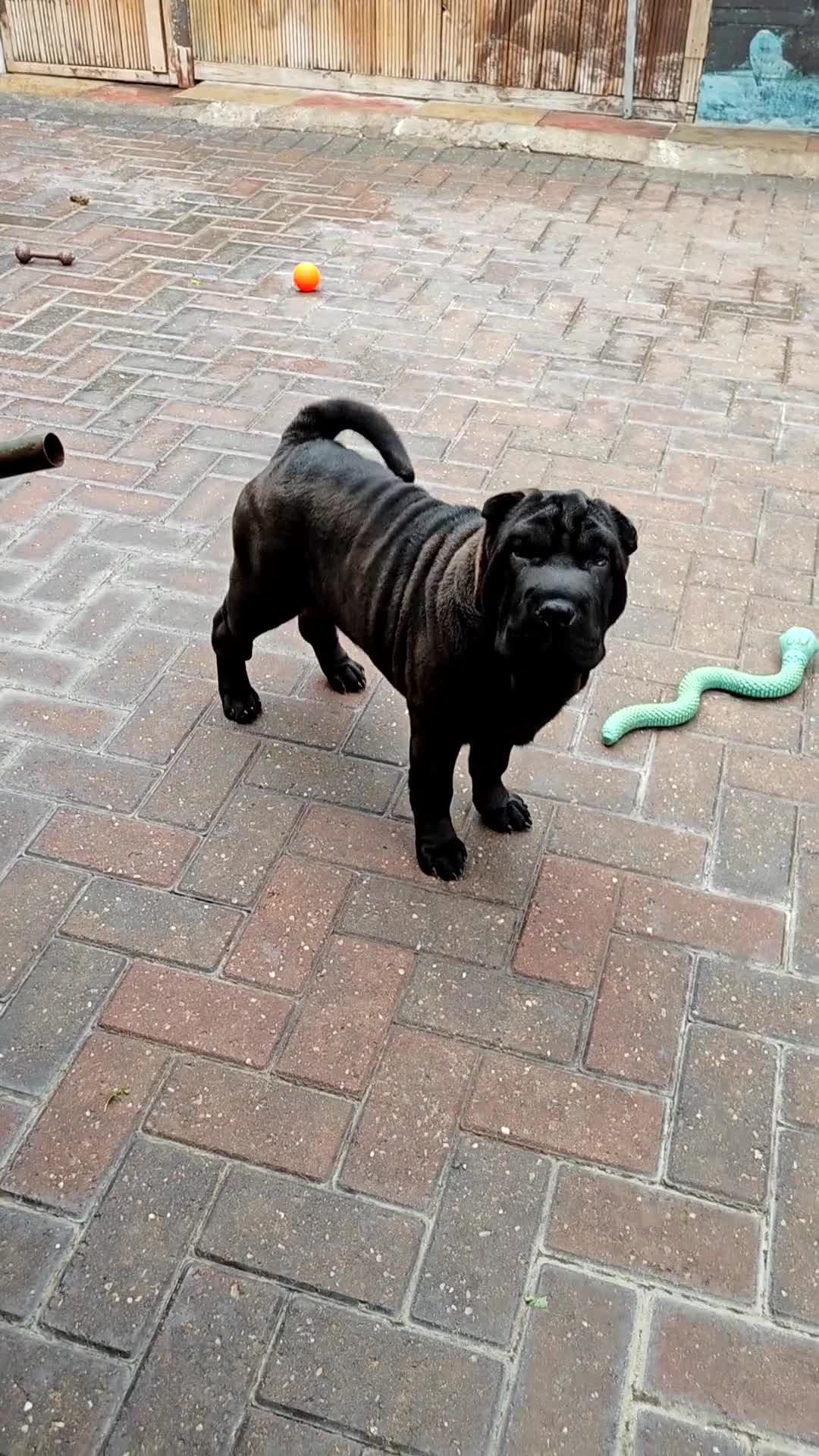Shar Pei dogs for sale: James, male sharpei, looking for his forever home  - Video 1