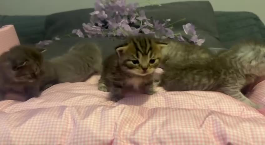 Scottish Fold cats for sale: 😘Luxury Scottish fold - Video 1