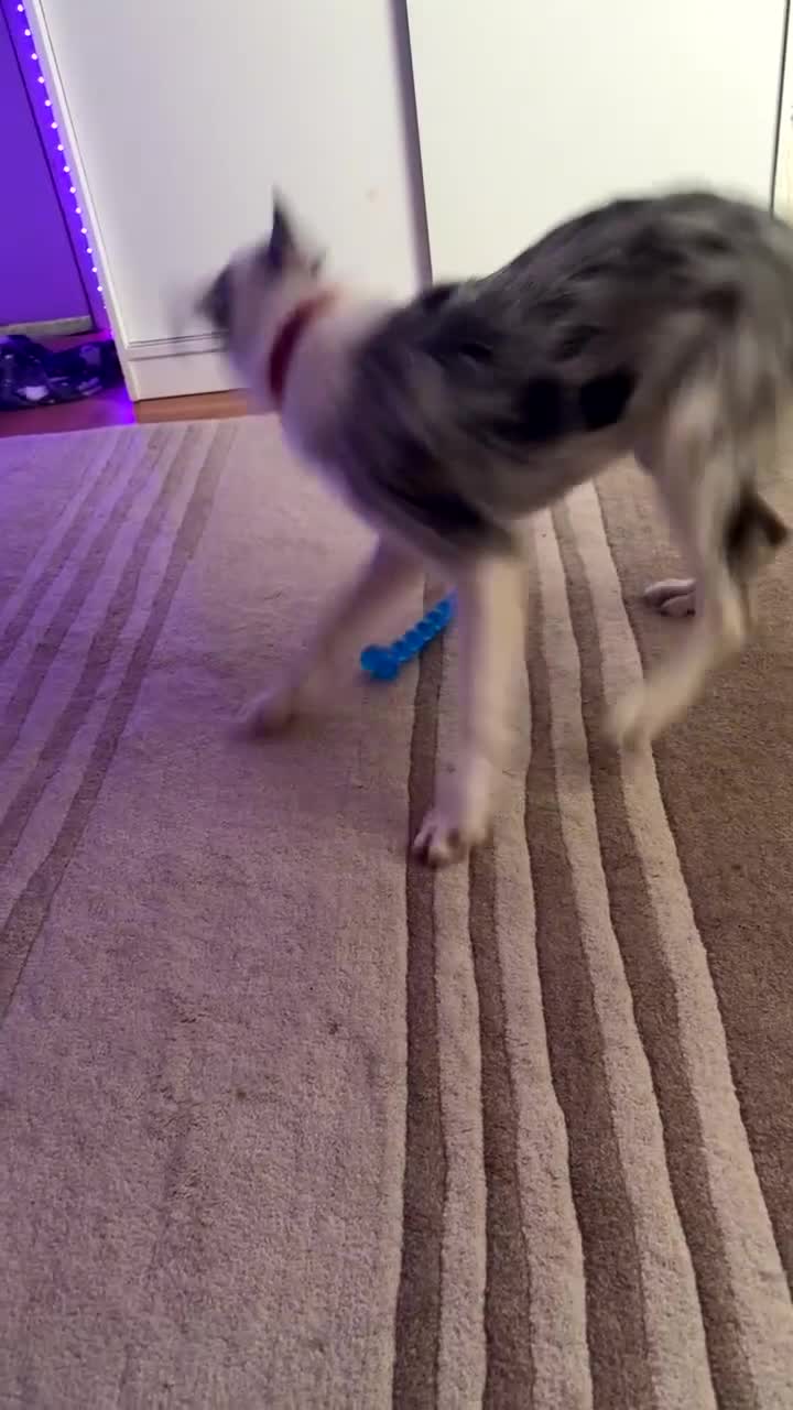 Mixed Breed dogs for sale: Blue Merle for sale  - Video 2