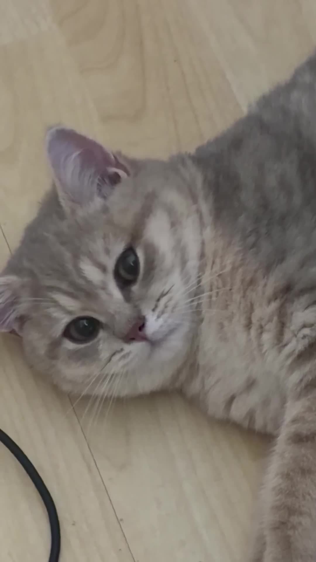 Brazilian Shorthair cats for sale: 2 Girls | Fully Pedigree British Shorthair | GCCF  - Video 1