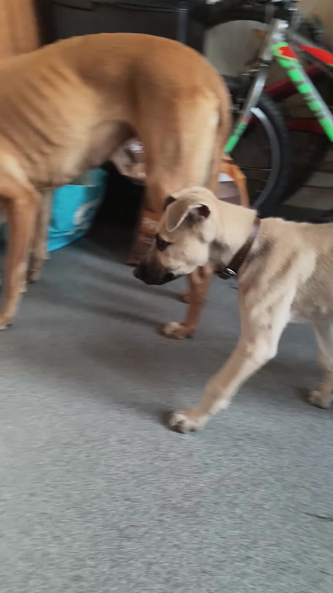 Lurcher dogs for sale: Male pup - Video 2