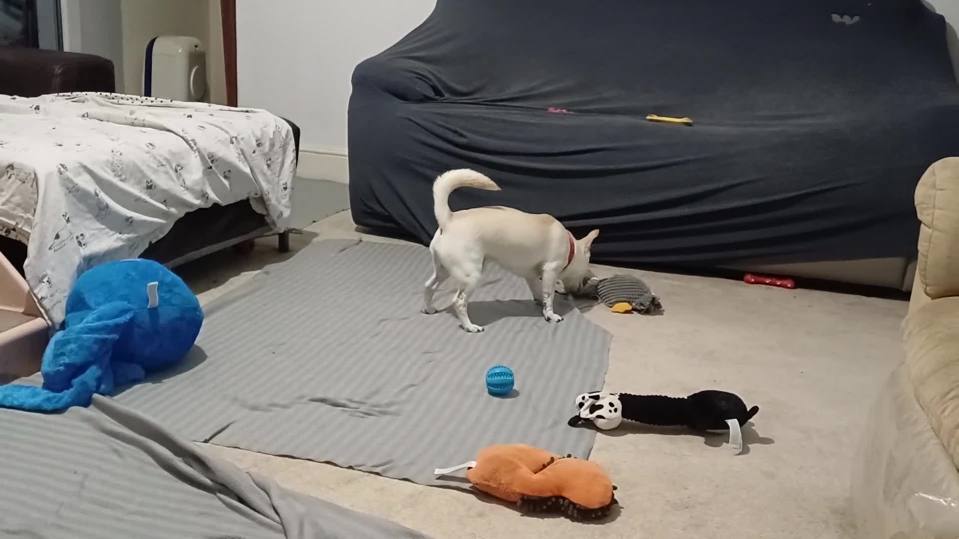 Chihuahua dogs for adoption: 🐾  BARRY - Friendly, Energetic Chihuahua Boy - Video 2