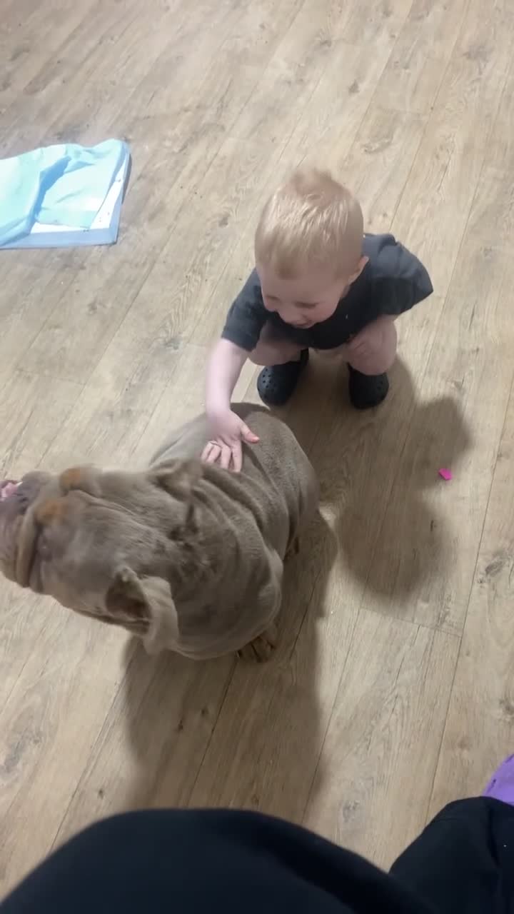 English Bulldog dogs for sale: 2 year old male bulldog  in Accrington - Video 1
