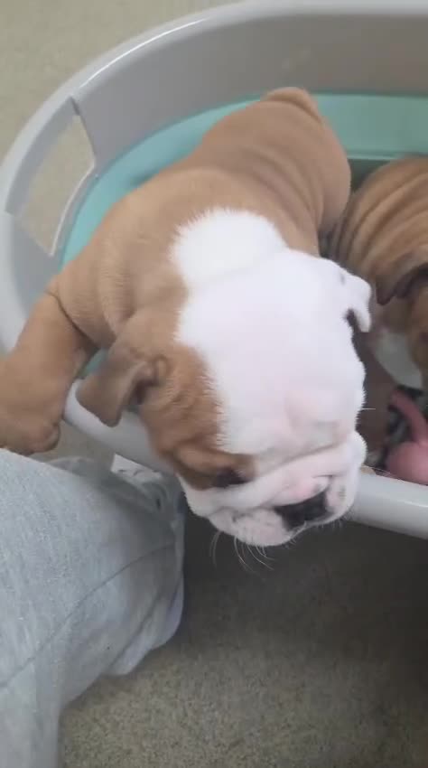 English Bulldog dogs for sale: English Bulldog Puppies  - Video 1