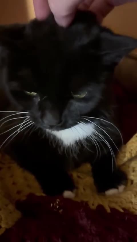 Mixed Breed cats for adoption: Toots - a lovely middle aged lady in good health - Video 1