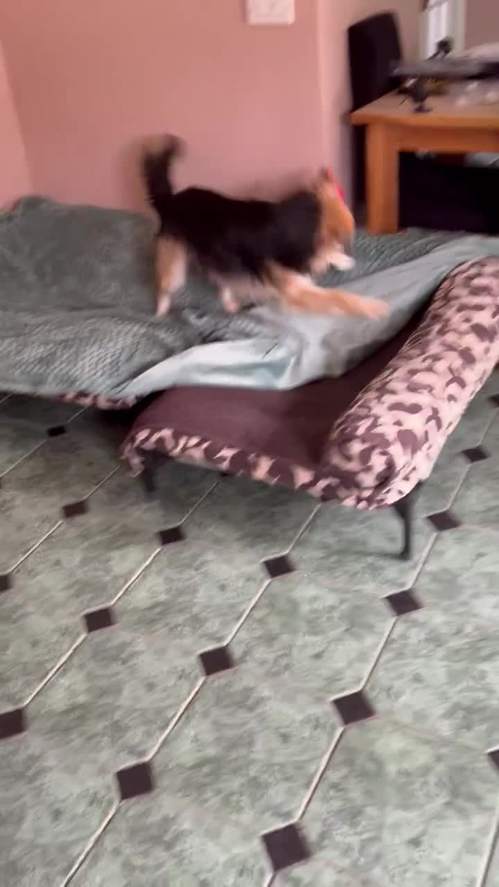 Mixed Breed dogs for sale: Meet Micah😍 - Video 1