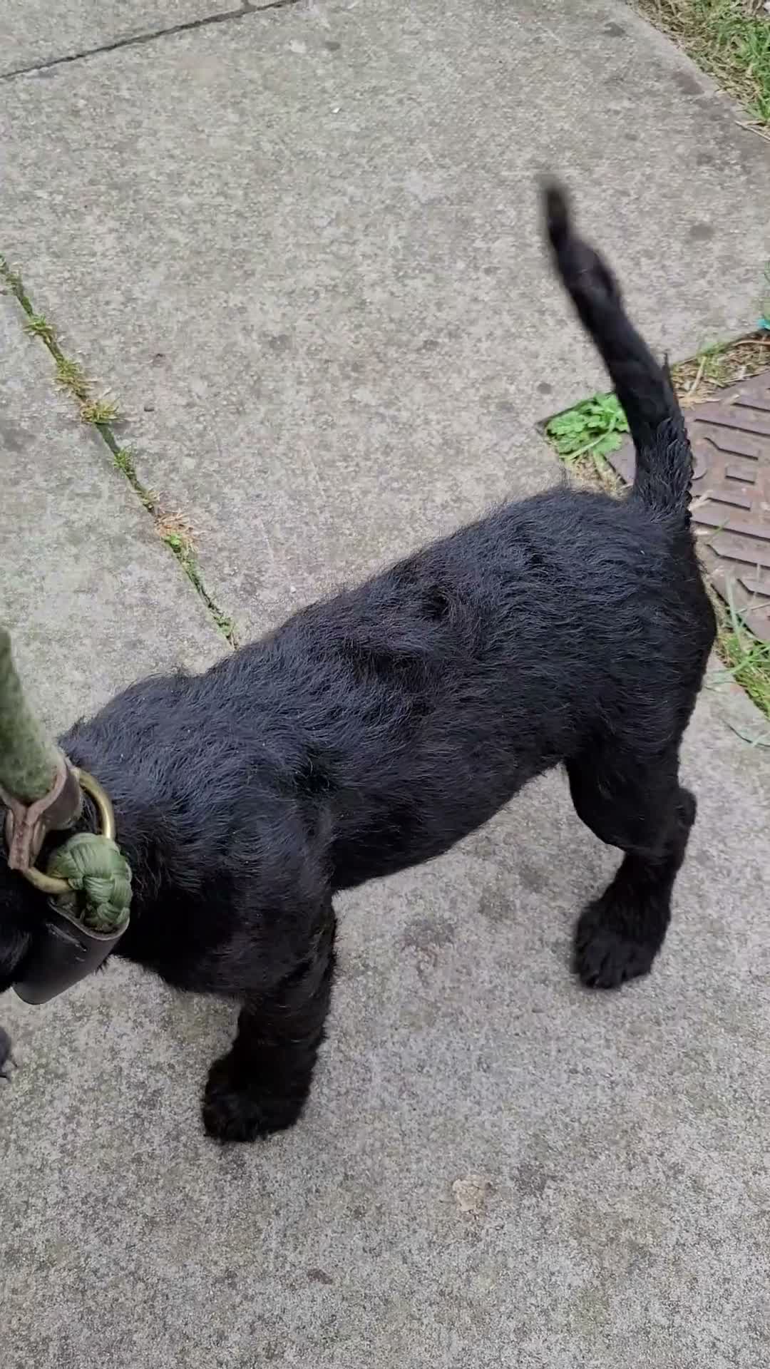 Mixed Breed dogs for sale: Terrier Bitch Puppies  in Canterbury - Video 4