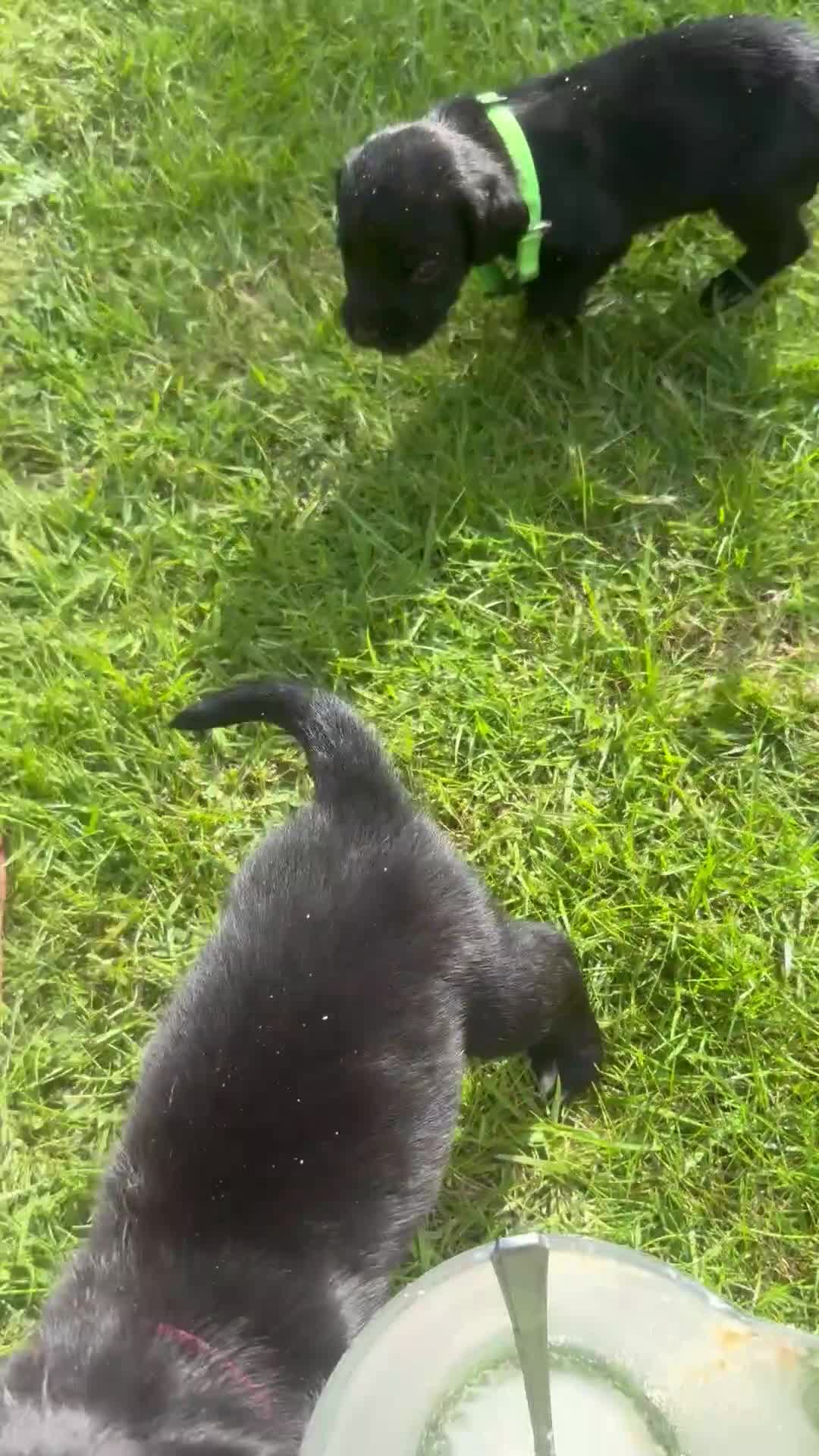 Springador dogs for sale: Springador in Droitwich - Video 1