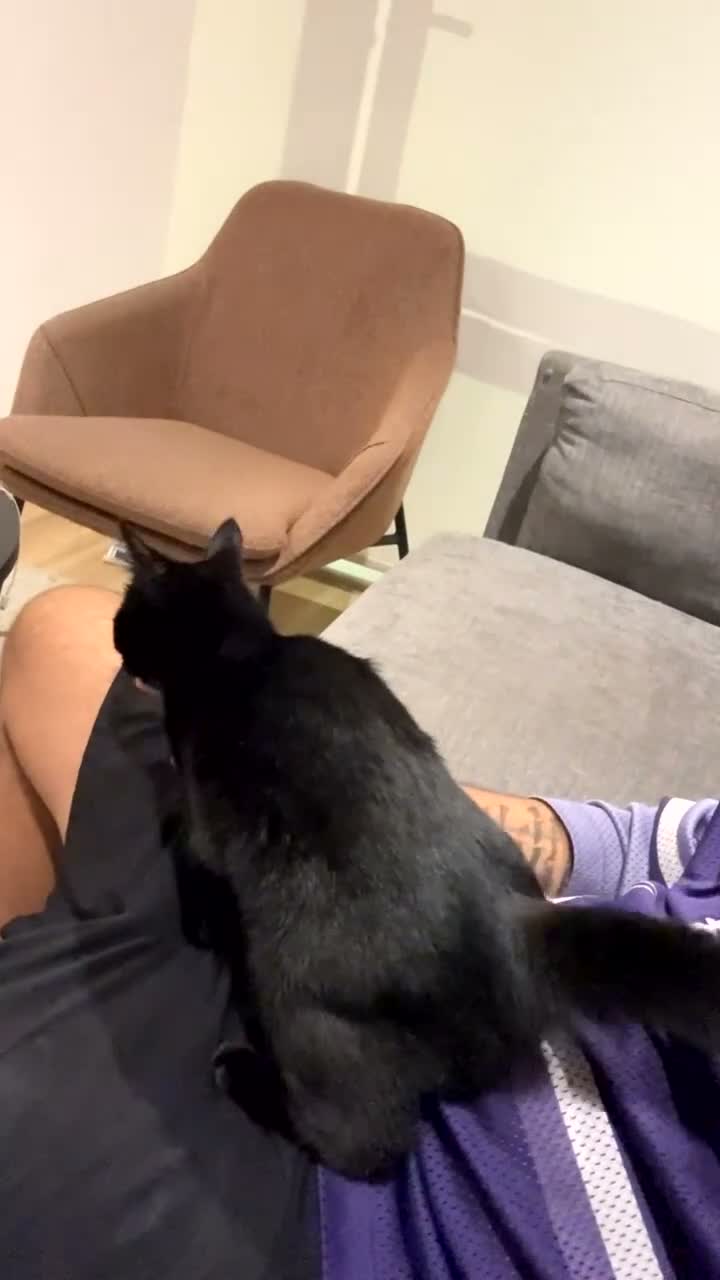 Bombay cats for sale:  **   in Sheffield - Video 1