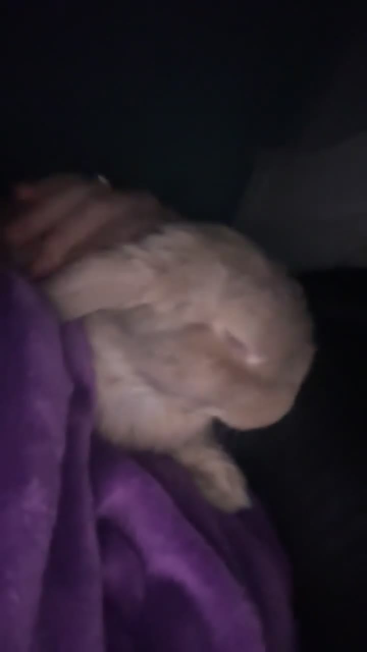 Mini Lop rabbits for sale: Mini lop male rabbit for sale 🤍 - Video 2