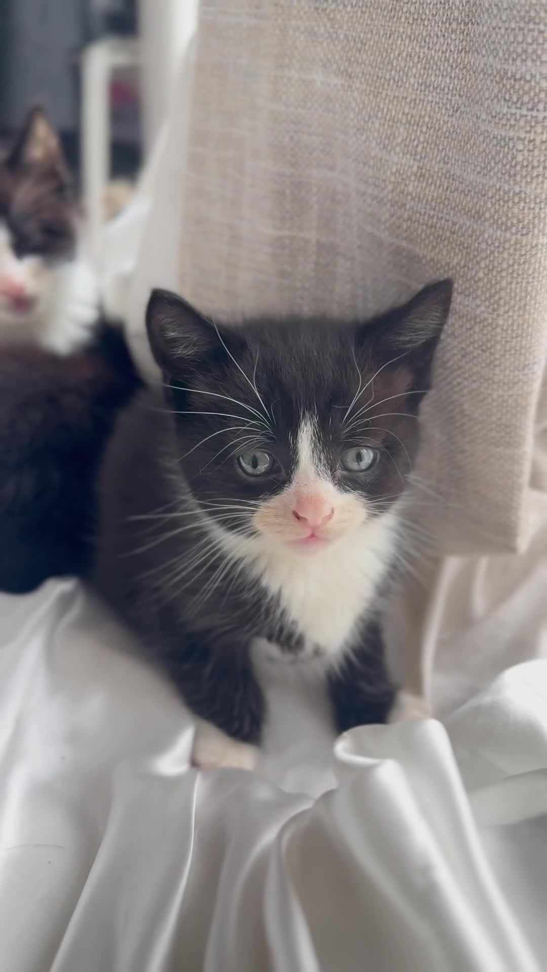 Mixed Breed cats for sale: Adorable 6 week Kittens Looking for Loving Homes! - Video 4