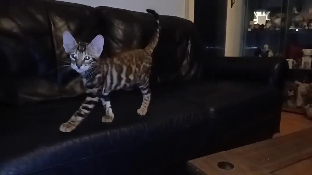 Toyger cats for sale: STUNNING TICA REG, PEDIGREE TOYGER CUBS - Video 1
