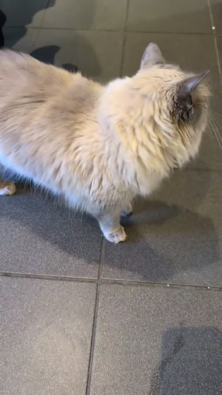 Ragdoll cats for sale: Affectionate 4yo Ragdoll looking for Forever Home  in Brierley Hill - Video 1