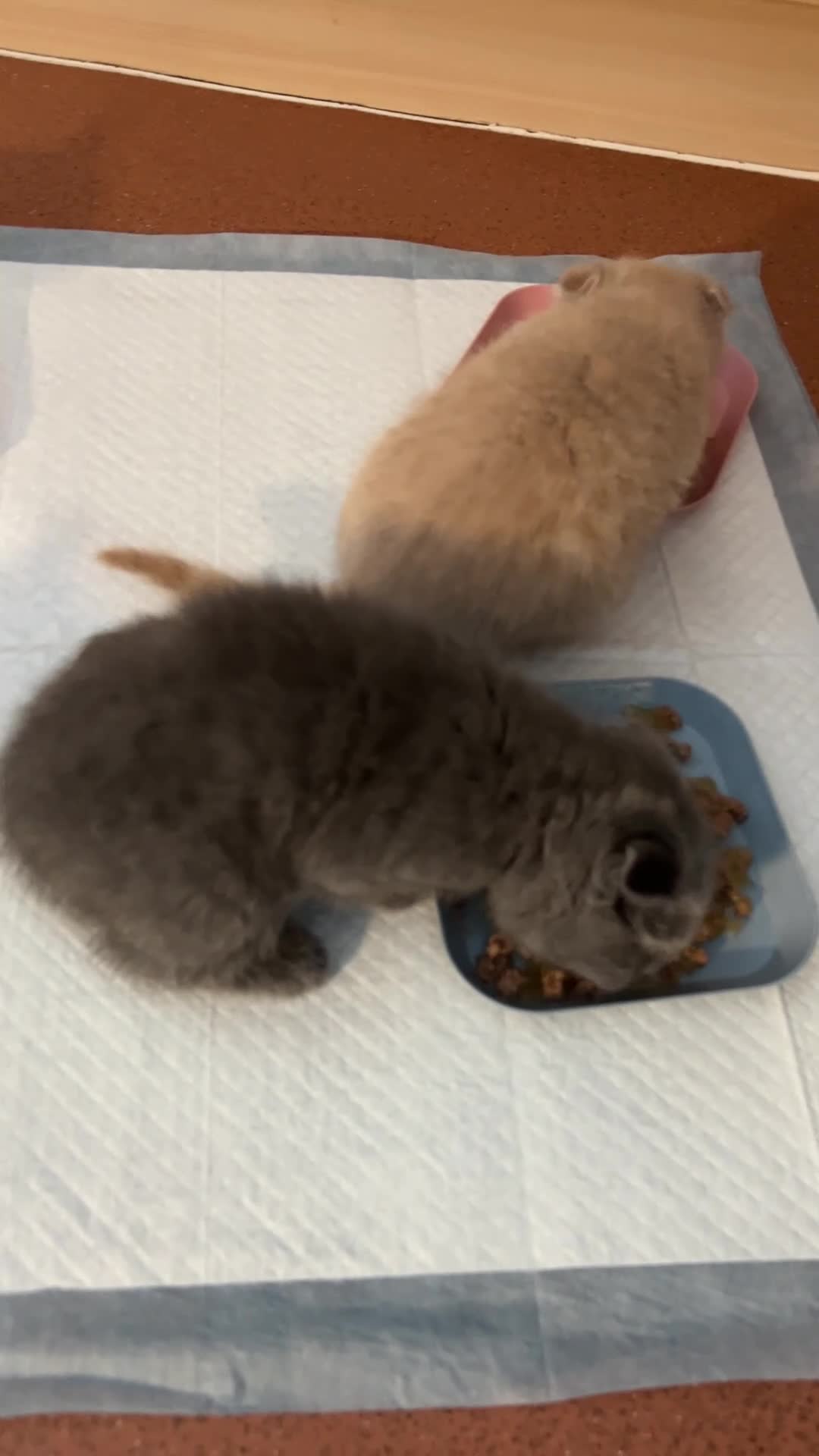 Scottish Fold cats for sale: Six Stunning Scottish Fold Kittens  - Video 1