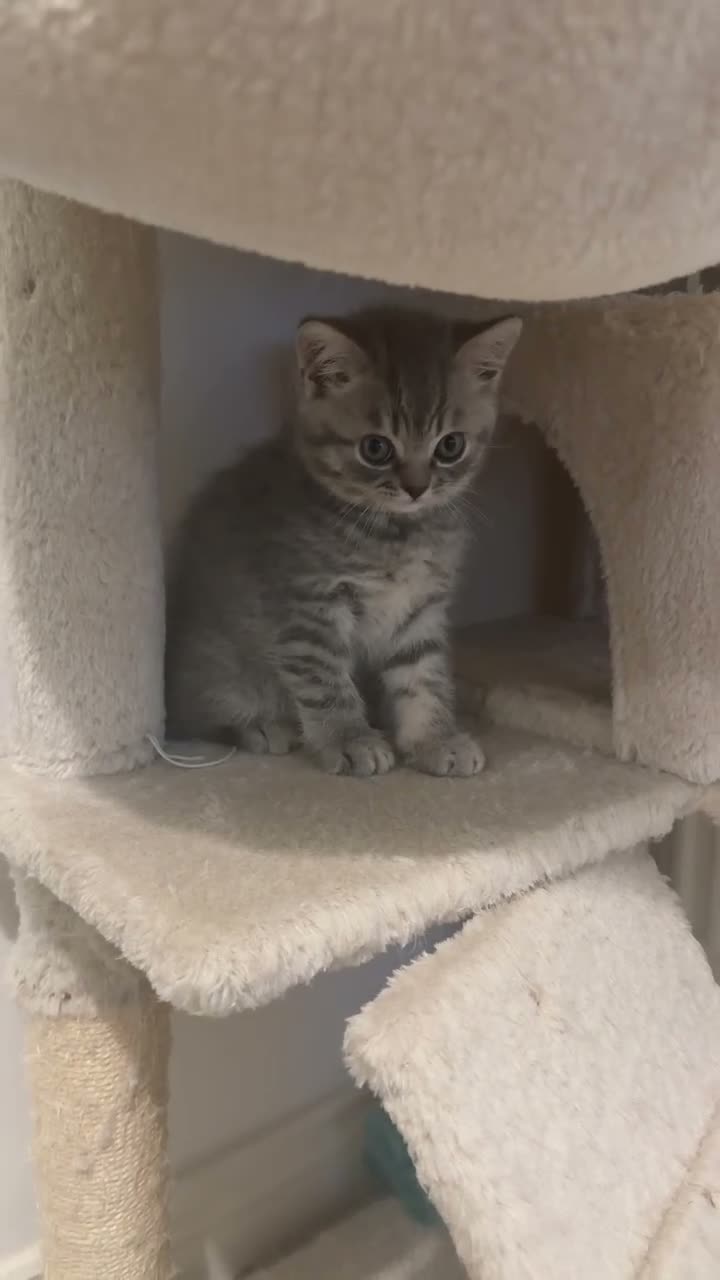 British Shorthair cats for sale: British Shorthair Tabby 1 - Video 1