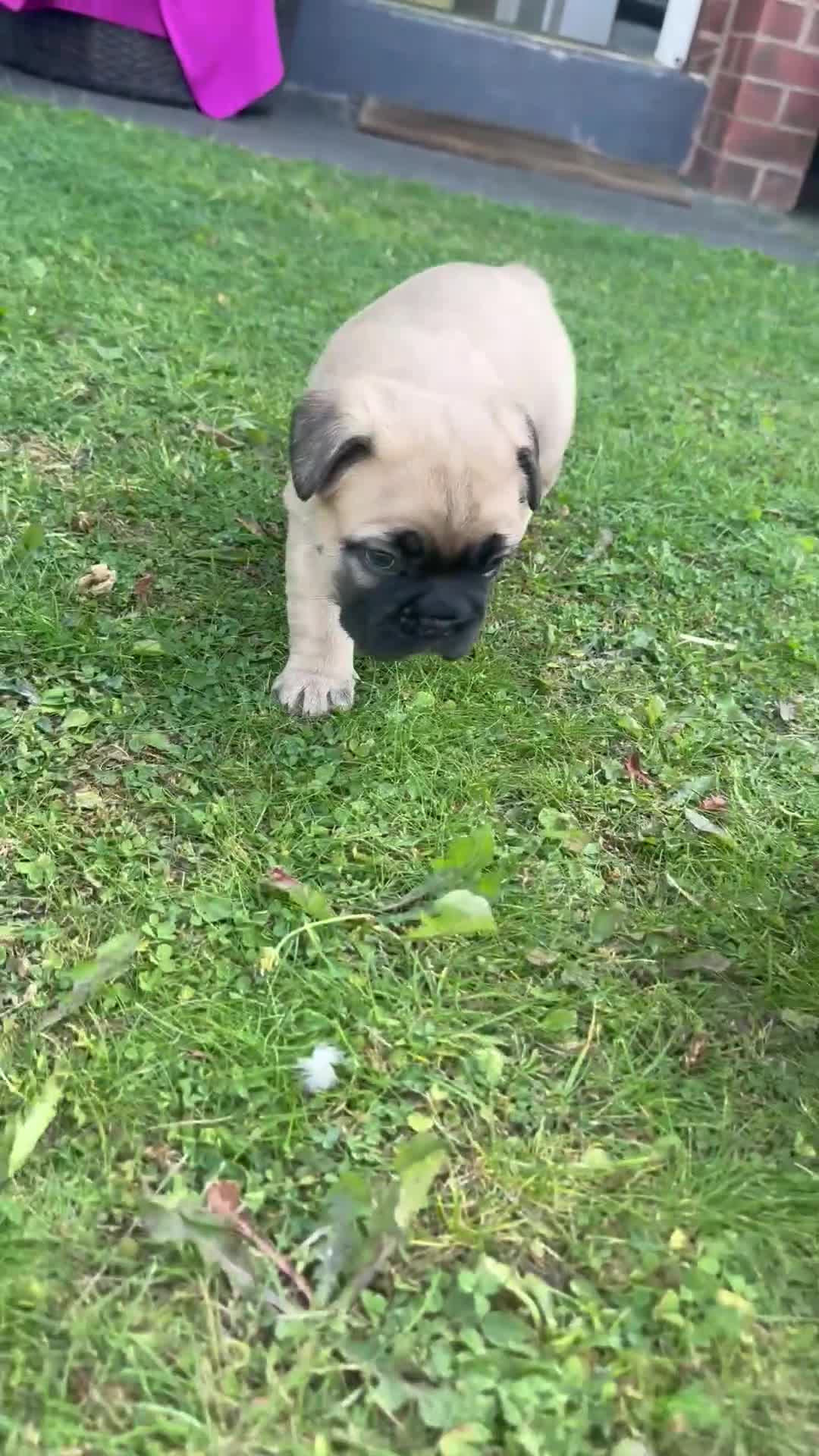 French Bulldog dogs for sale: Fluffy carriers variety of colors  - Video 2