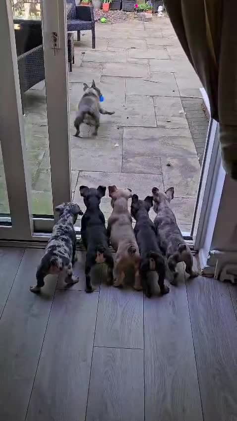 French Bulldog dogs for sale: 🐾French Bulldog Puppies for sale🐾 - Video 1