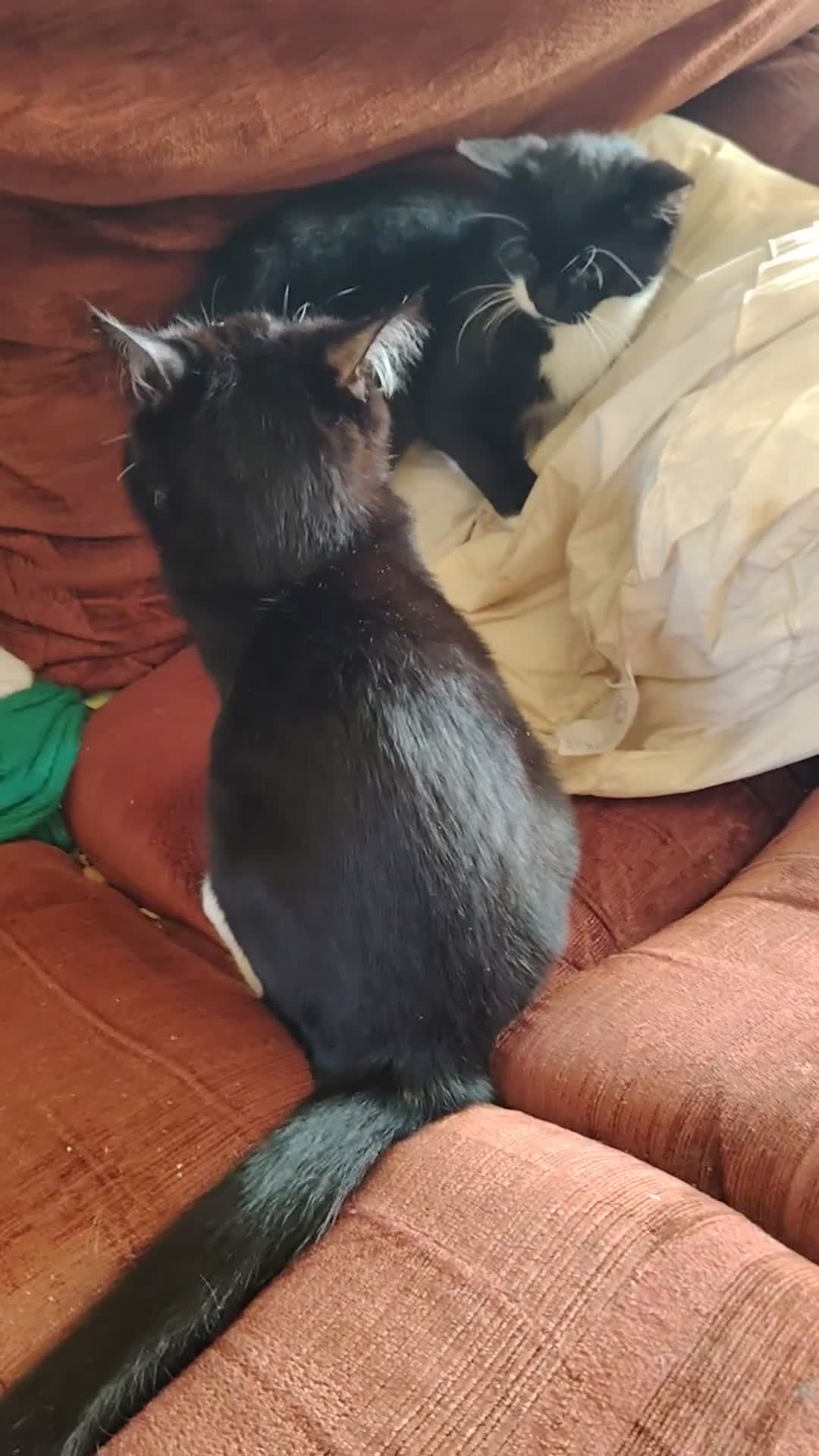 British Shorthair cats for sale: 2 tuxedo boys - Video 1
