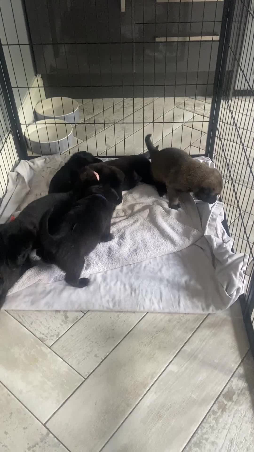 Belgian Shepherd Dog dogs for sale: Malinois x Dutch herder ready now to collect ! in Wingate - Video 1