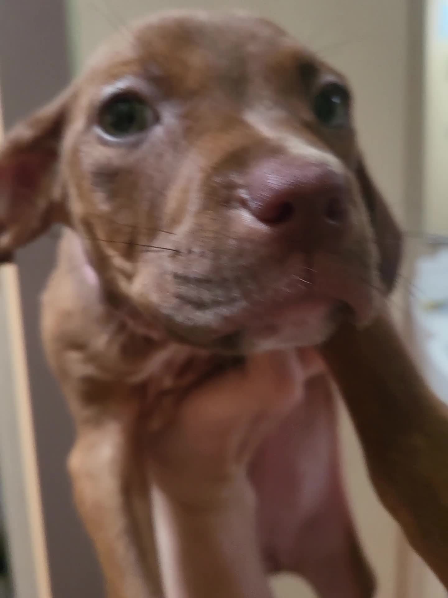 Mixed Breed dogs for sale: Staff cross  - Video 4
