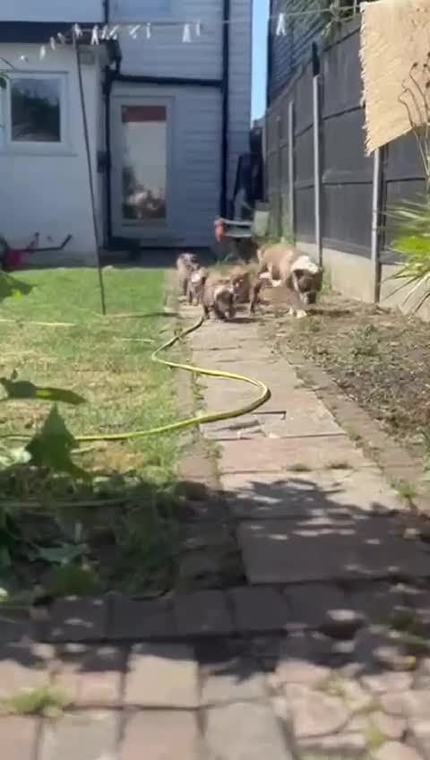 English Bulldog dogs for sale: READY NOW! vaccinated microchipped KC Bulldog pups in Rochford - Video 1