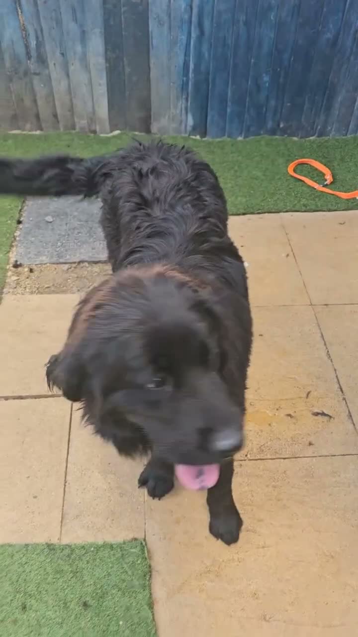 Newfoundland dogs for sale: Newfoundland girl for sale - Video 1