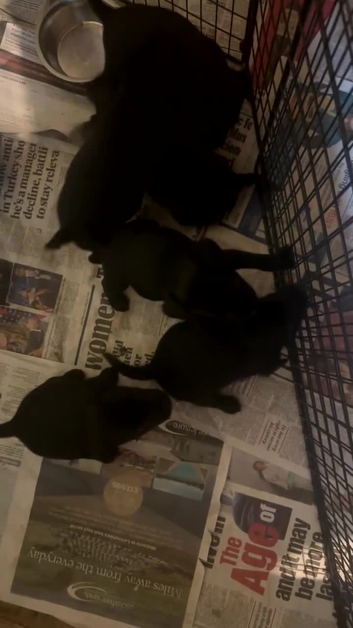 Patterdale Terrier dogs for sale: PURE Patterdale Terrier  - Video 2