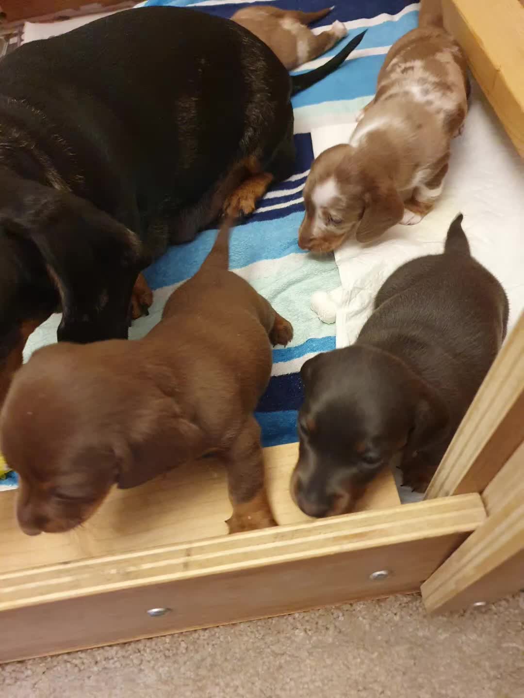 Dachshund dogs for sale: Miniature Dacshund  - Video 4