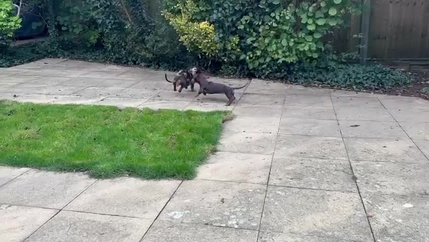 Miniature Dachshund dogs for sale: KC Registered Miniature Dachshund Puppies For Sale - Video 4