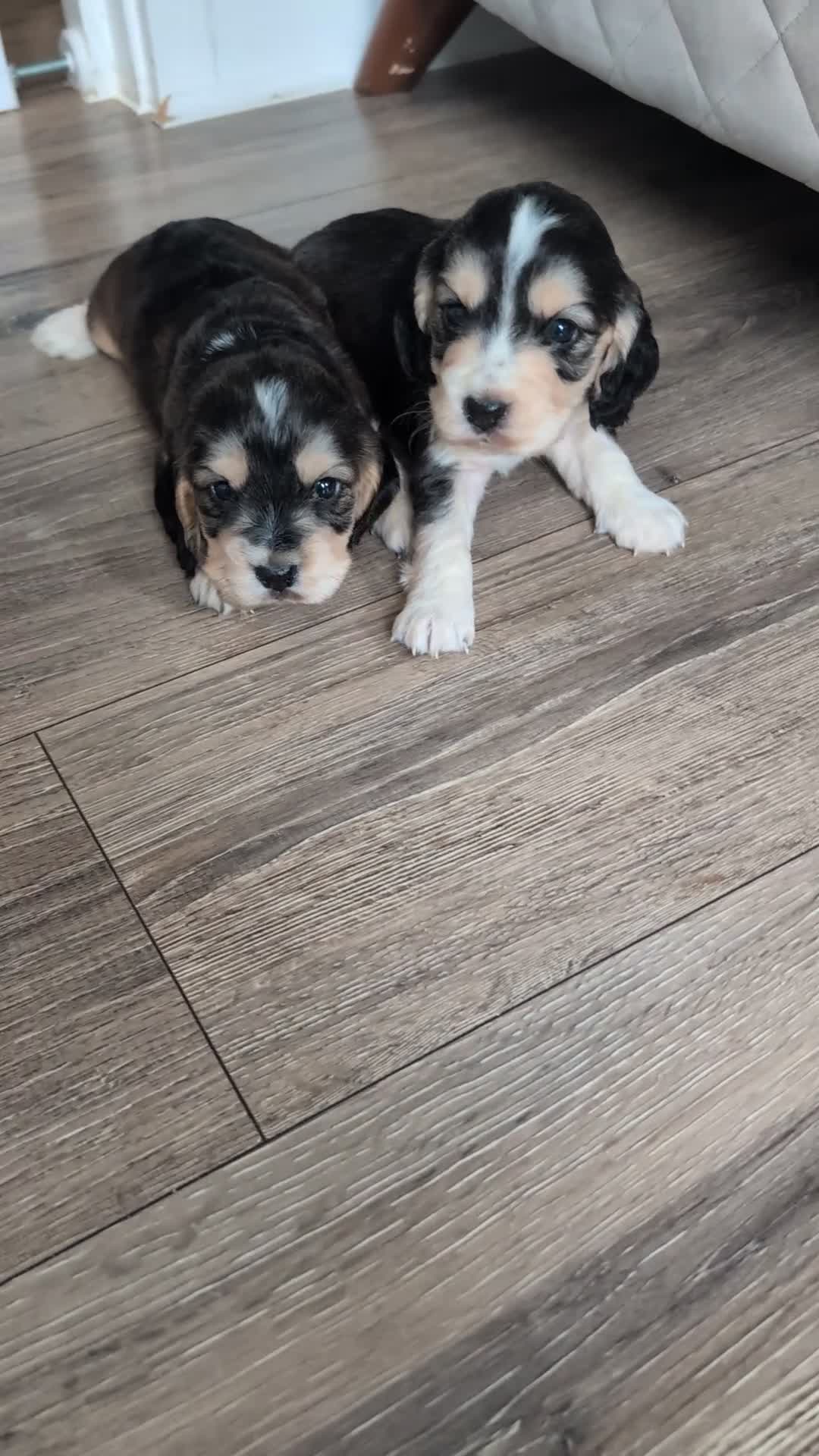 Cocker Spaniel dogs for sale: ❌❌Gorgeous cocker spaniel puppies! - Video 1