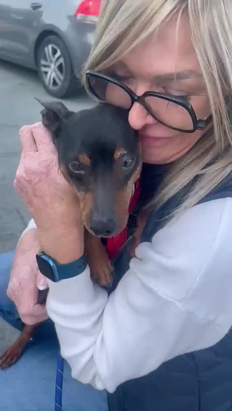 Mixed Breed dogs for adoption: Benetton, a cuddlebug looking for his home  - Video 1